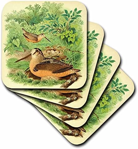 3drose Vintage Bird Print American Woodcock Birds Antique Art Illustration-Coasters